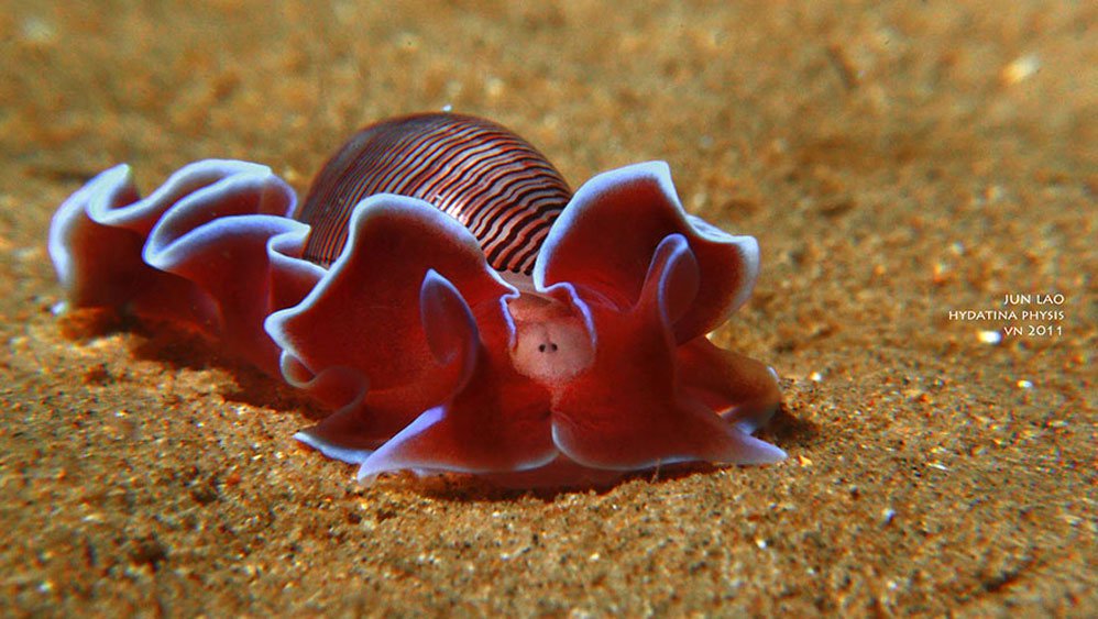 Những loài sên biển đẹp ngỡ ngàng dưới lòng đại dương