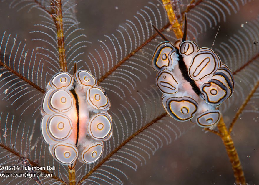Những loài sên biển đẹp ngỡ ngàng dưới lòng đại dương