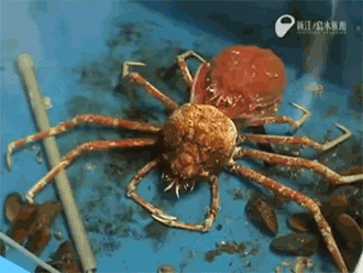 Những loài sinh vật kỳ quái ẩn náu dưới biển sâu