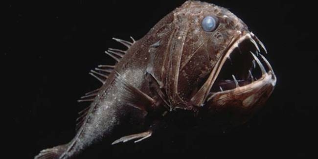 Những loài sinh vật kỳ quái ẩn náu dưới biển sâu