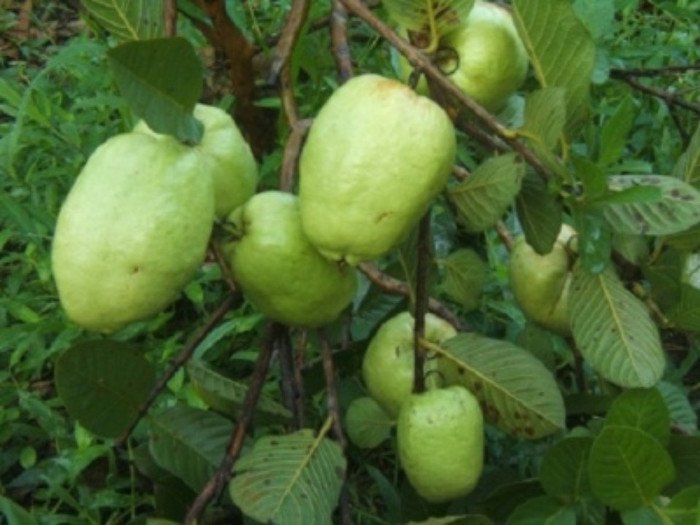 Những loại trái cây không hạt thu lời khủng của dân Việt