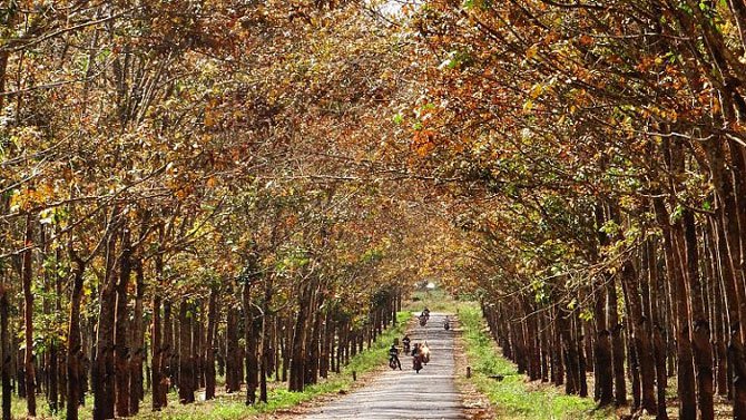 Những mùa thu vàng đẹp mê mẩn ở ngay Việt Nam