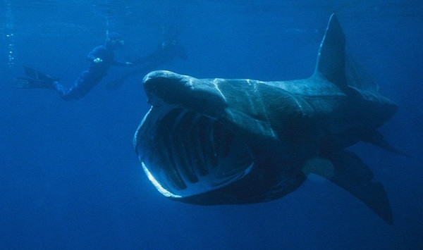 Những quái ngư trong thế giới cá mập