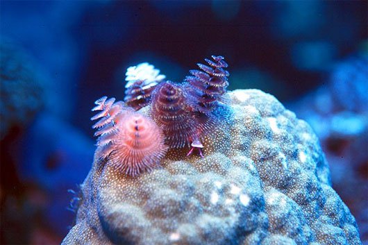 Những sinh vật biển kỳ lạ, dễ thương