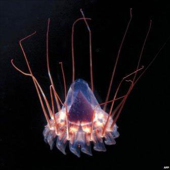 Những sinh vật biển kỳ lạ ở dải san hô ngầm