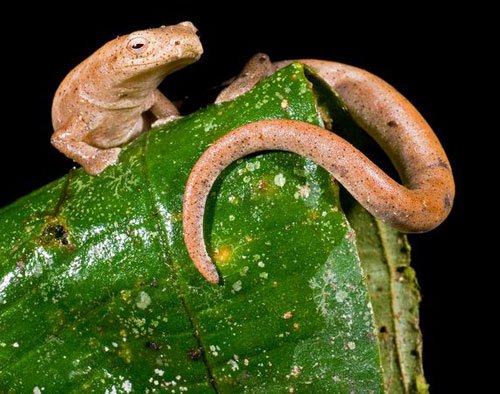 Những sinh vật kỳ quặc ở rừng mưa Ecuador