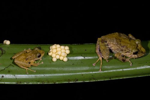 Những sinh vật kỳ quặc ở rừng mưa Ecuador