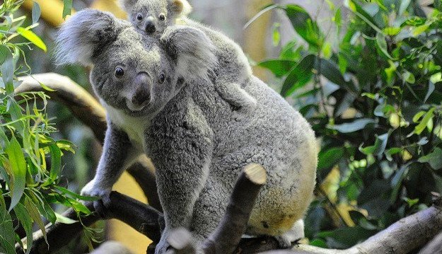 Những sự thật bất ngờ về loài gấu Koala