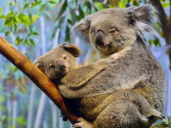 Những sự thật bất ngờ về loài gấu Koala