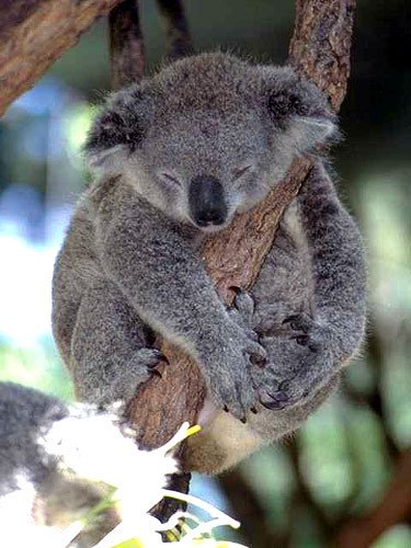 Những sự thật bất ngờ về loài gấu Koala