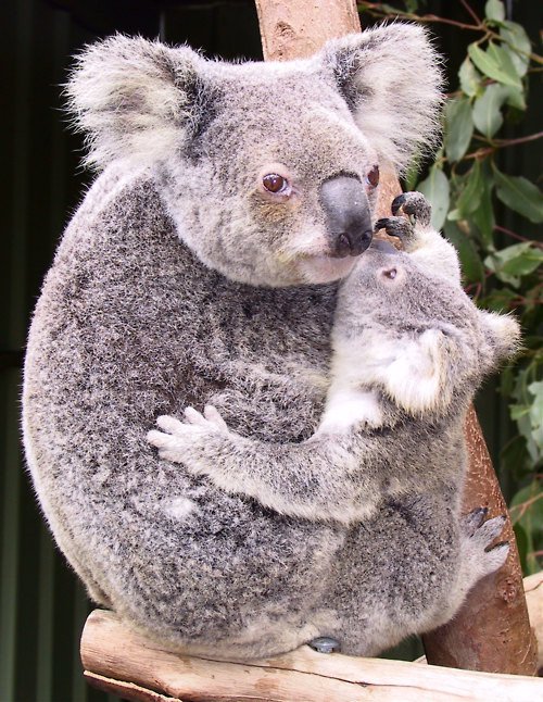 Những sự thật bất ngờ về loài gấu Koala