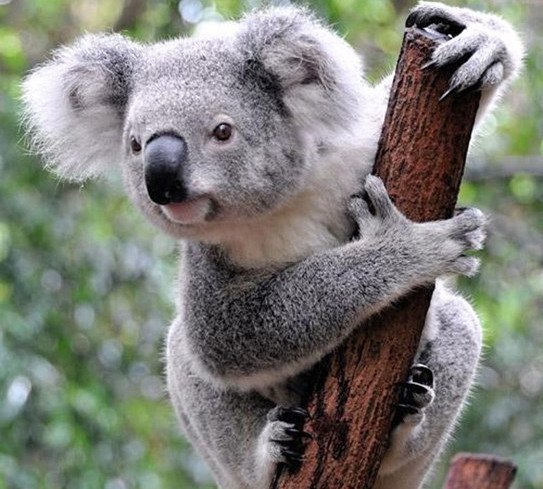 Những sự thật bất ngờ về loài gấu Koala