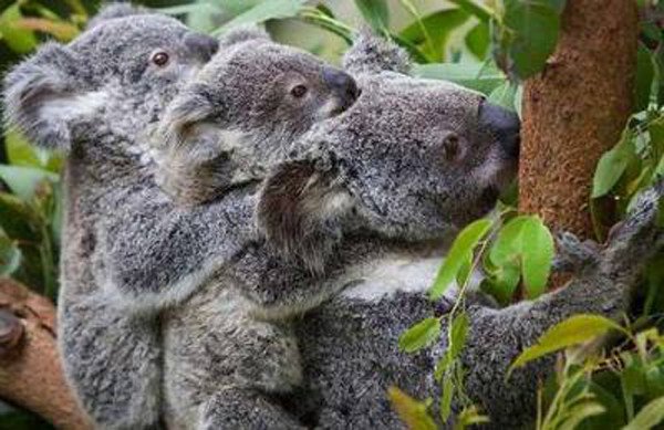 Những sự thật bất ngờ về loài gấu Koala