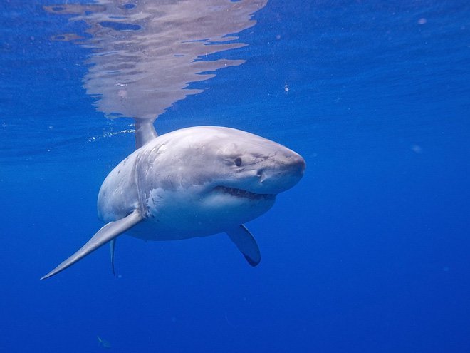 Những sự thật không ngờ về cá mập