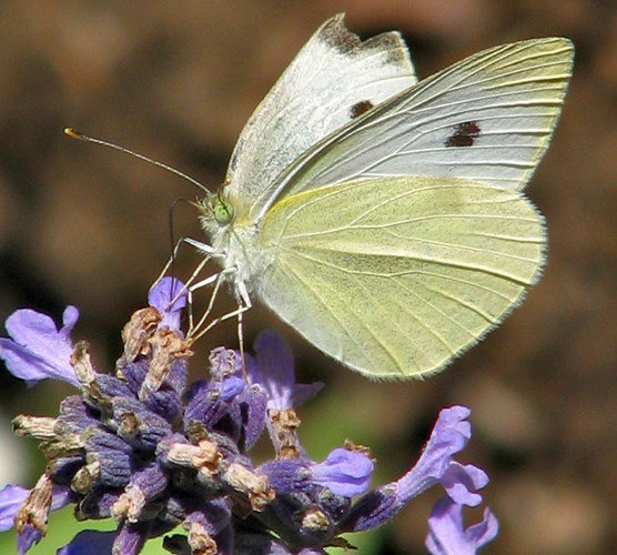Những sự thực thú vị ít ai biết về loài bướm