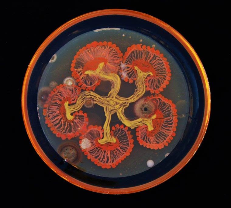Những tác phẩm nghệ thuật vẽ bằng vi khuẩn