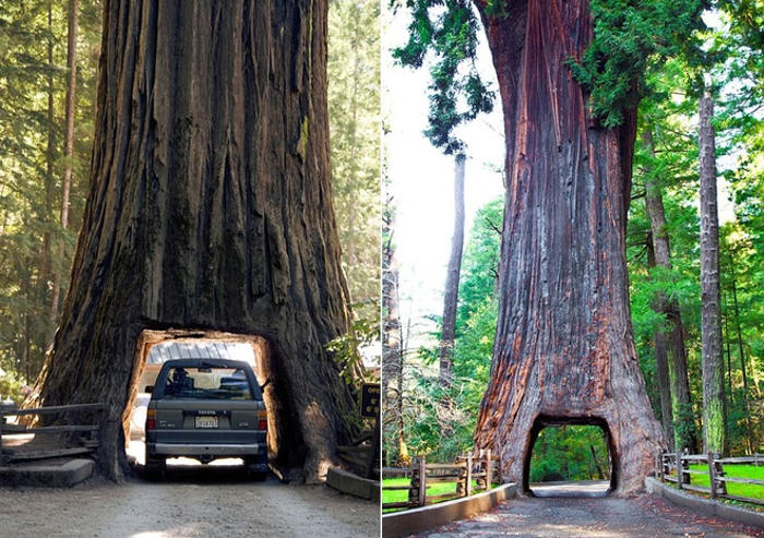 Những thân cây kỳ lạ ở California
