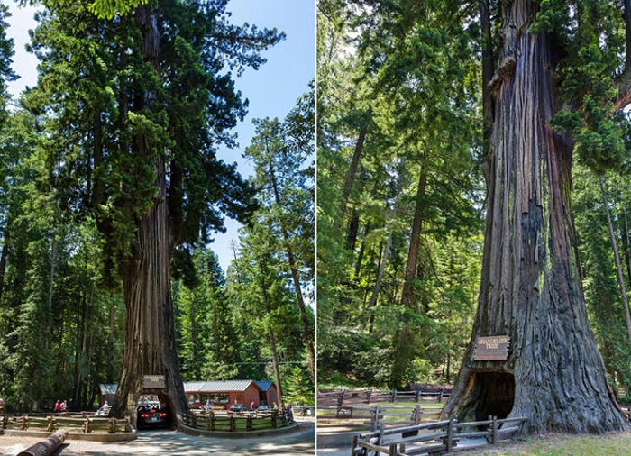 Những thân cây kỳ lạ ở California
