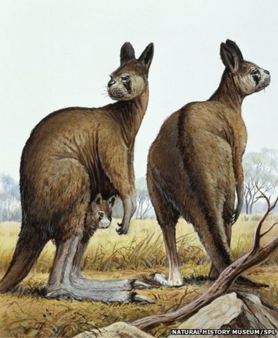 Những thú khổng lồ từng thống lĩnh Australia thời tiền sử