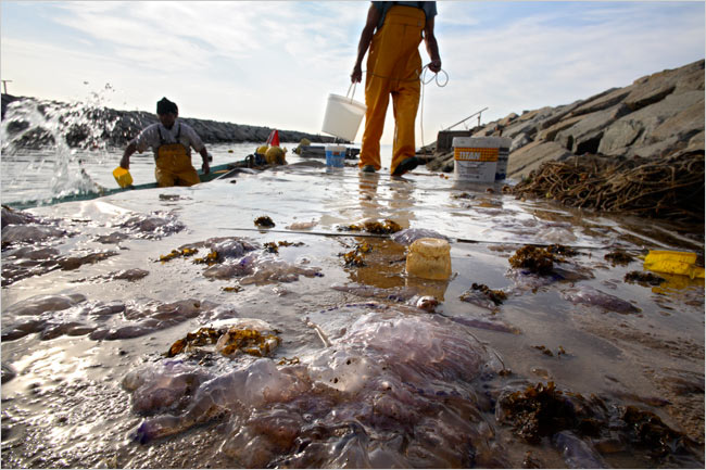 Những xúc tu chứa nọc độc ám chỉ sự suy tàn của biển cả