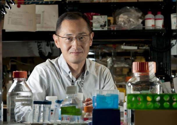 Nobel Y học 2012 mở đường chữa bệnh nan y