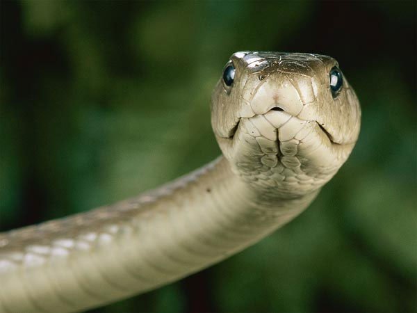 Nọc rắn cực độc có thể làm thuốc giảm đau