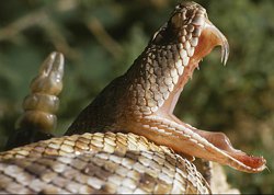 Nọc rắn độc có thể chữa bệnh tim và ung thư