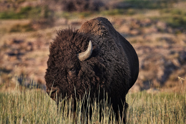 Núi xương sọ phơi bày cuộc đại thảm sát bò rừng bizon