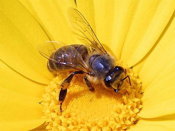 Ong mật có nguồn gốc từ châu Á