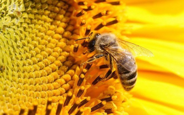 Ong mật nghiện thuốc trừ sâu?