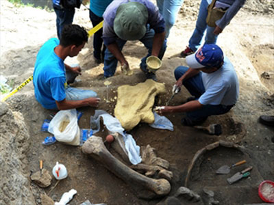 Peru phát hiện hóa thạch một loài bồ nông khổng lồ