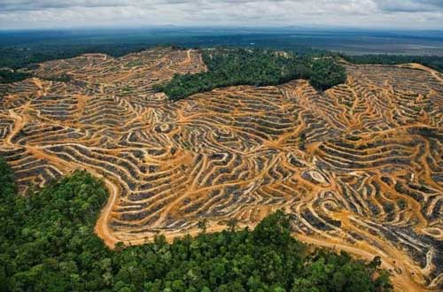 Phá rừng ở Malaysia nhanh gấp 3 lần cả châu Á