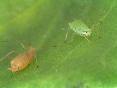 Phác họa thành công bản đồ gen rệp Aphid