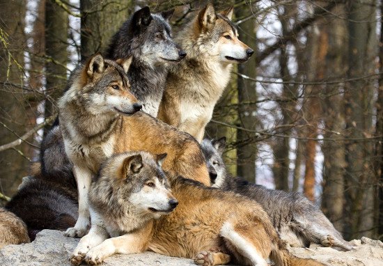 Phát động cuộc chiến chống sói tại Nga