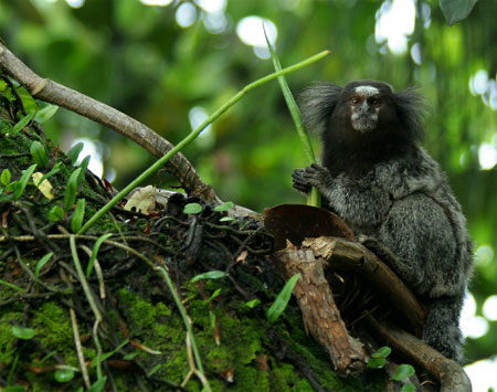 Phát hiện 1.220 loài sinh vật mới ở rừng Amazon