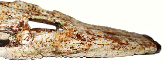 Phát hiện 1 loài cá sấu thời tiền sử ở Thái Lan