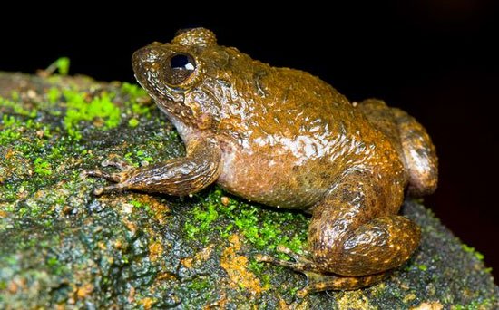 Phát hiện 12 loài ếch mới ở Ấn Độ