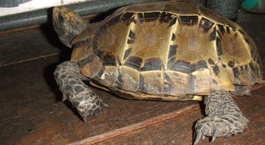 Phát hiện 19 con rùa núi viền cực hiếm