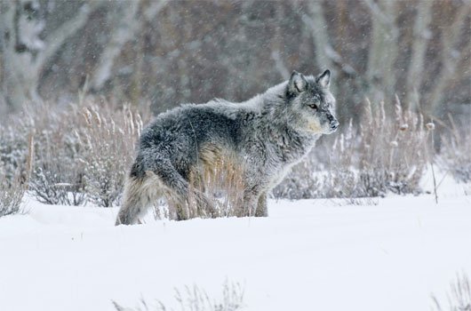 Phát hiện 2 giống sói xám mới ở Canada