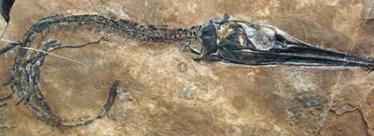 Phát hiện 20.000 hóa thạch sinh vật cổ đại