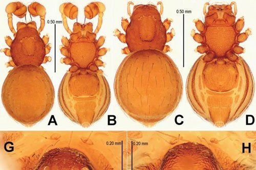 Phát hiện 5 loài nhện giáp mới