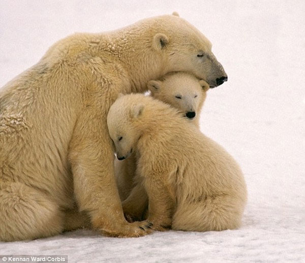 Phát hiện bộ phận sinh dục của gấu Bắc cực ngày càng teo nhỏ