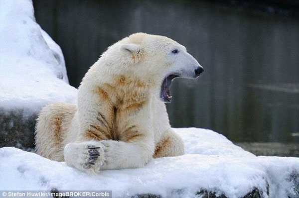 Phát hiện bộ phận sinh dục của gấu Bắc cực ngày càng teo nhỏ