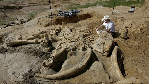 Phát hiện bộ xương voi hoá thạch 60.000 năm tuổi
