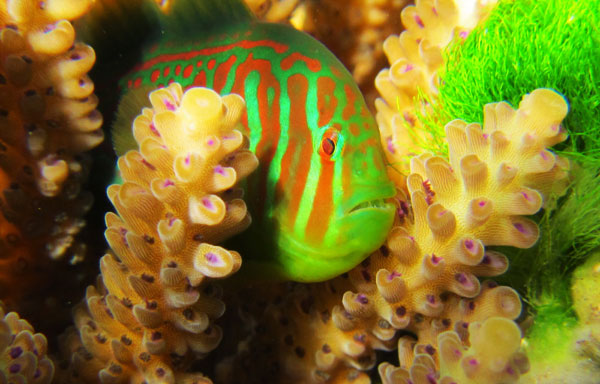Phát hiện cá bống giúp san hô chống lại tảo độc