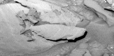 Phát hiện cá khổng lồ sống trên sao Hỏa