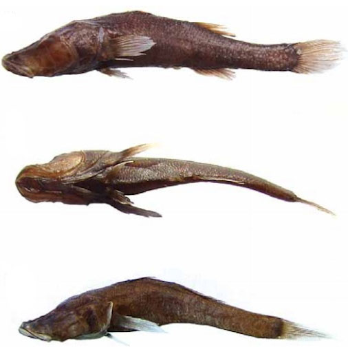 Phát hiện cá không mắt dưới hố tử thần Madagascar