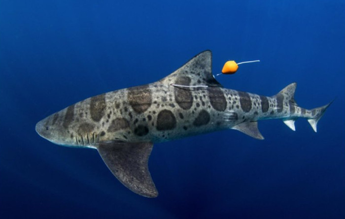 Phát hiện cá mập có thể định hướng bằng mũi