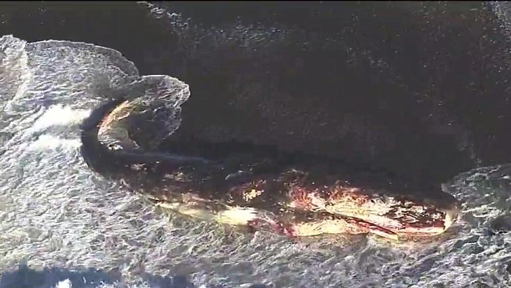 Phát hiện cá nhà táng khổng lồ trôi dạt vào bờ biển Mỹ