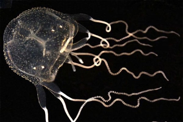 Phát hiện cá thể sứa hộp Caribbean đầu tiên tại Australia